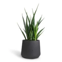 Sansevieria Kirkii - Star Sansevieria -Plants Sale Store Sansevieria kirkii Star Sansevieria 12x40cm Patt Plant Pot Black Washed 17x14cm