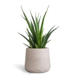 Patt Plant Pot - Grey Washed 34 Patt Plant Pot - Grey Washed -Plants Sale Store Sansevieria kirkii Star Sansevieria 12x40cm Patt Plant Pot Grey Washed 17x14cm 801fea47 406e 420d 98ec 16cde8145d6e