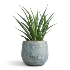 Sansevieria Kirkii - Star Sansevieria -Plants Sale Store Sansevieria kirkii Star Sansevieria 12x40cm Ryan Plant Pot Blue Gold 18x16cm
