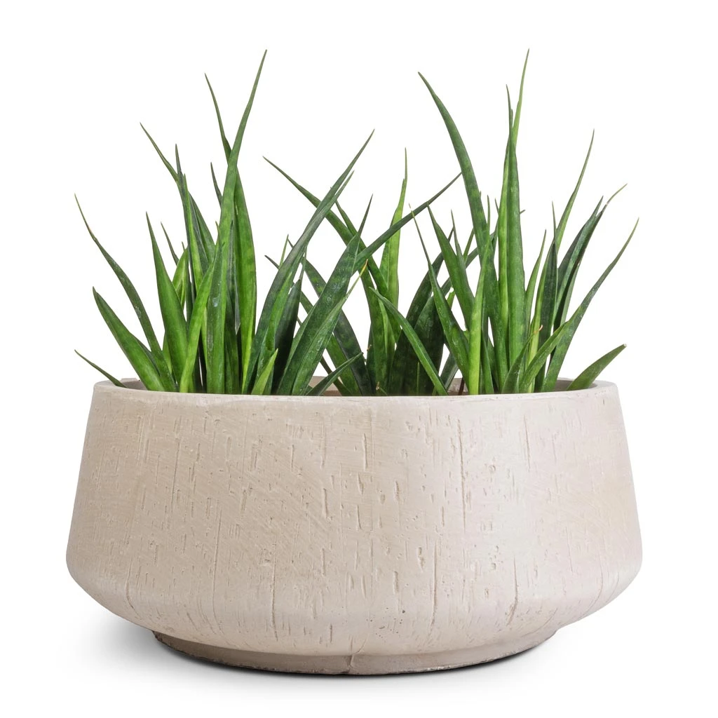 Raindrop Bowl Planter - Stone 4 Raindrop Bowl Planter - Stone - Image 2