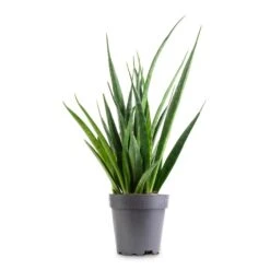 Sansevieria Kirkii - Star Sansevieria -Plants Sale Store Sansevieria kirkii Star Sansevieria 12x40cm 9e5912c2 2f76 4635 bd61 0503655eb881