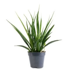Sansevieria Kirkii - Star Sansevieria -Plants Sale Store Sansevieria kirkii Star Sansevieria 15x50cm