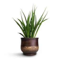 Aico Plant Pot - Shiny Brown -Plants Sale Store Sansevieria kirkii Star Sansevieria 15x50cm Aico Plant Pot Shiny Brown 18x16cm b1b3734d 7905 4f0f b41e b6d4442fdd0f