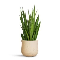 Aurora Terrazzo Handle Plant Pot - Oat 10 Aurora Terrazzo Handle Plant Pot - Oat -Plants Sale Store Sansevieria kirkii Star Sansevieria 15x50cm Aurora Terrazzo Handle Plant Pot Oat 19x17cm