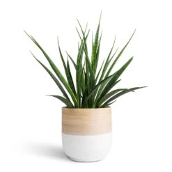 Bamboo Plant Pot - White 12 Bamboo Plant Pot - White -Plants Sale Store Sansevieria kirkii Star Sansevieria 15x50cm Bamboo Plant Pot White 19x19cm 7c36d11f 9927 4d8e b43d 8da767f9146b