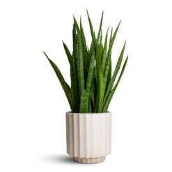 Sansevieria Kirkii - Star Sansevieria -Plants Sale Store Sansevieria kirkii Star Sansevieria 15x50cm Bourton Scalloped Plant Pot Ivory 18x18cm 4c269532 391a 4ddc 81ba 51f9b5abfa1a