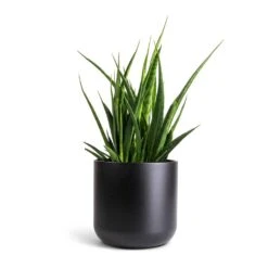 Sansevieria Kirkii - Star Sansevieria -Plants Sale Store Sansevieria kirkii Star Sansevieria 15x50cm Lisbon Plant Pot Anthracite 19x19cm