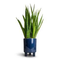 Sansevieria Kirkii - Star Sansevieria -Plants Sale Store Sansevieria kirkii Star Sansevieria 15x50cm Pisa Plant Pot Navy 16x19cm 53ca1365 95d0 41e8 aa9e b17140d52fac