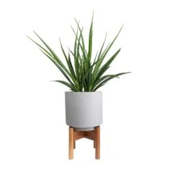 Sansevieria Kirkii - Star Sansevieria -Plants Sale Store Sansevieria kirkii Star Sansevieria 15x50cm Vigo Plant Pot with Wooden Stand Concrete Grey 19x29cm