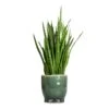 Sansevieria Kirkii - Star Sansevieria 2 Sansevieria Kirkii - Star Sansevieria -Plants Sale Store Sansevieria kirkii Star Sansevieria 17x50cm Kaat Plant Pot Green 20x20cm