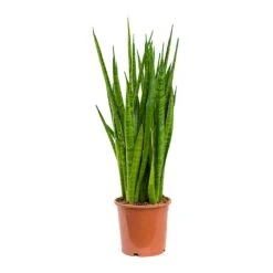 Sansevieria Kirkii - Star Sansevieria -Plants Sale Store Sansevieria kirkii Star Sansevieria 17x75cm