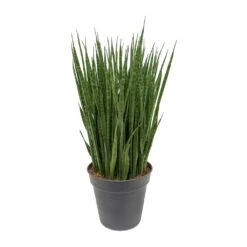 Sansevieria Kirkii - Star Sansevieria -Plants Sale Store Sansevieria kirkii Star Sansevieria 30x110cm