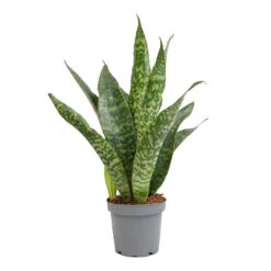 Sansevieria Masoniana Dragon - Snake Plant 13 Sansevieria Masoniana Dragon - Snake Plant -Plants Sale Store Sansevieria masoniana Dragon Snake Plant 14x50cm