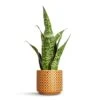 Sansevieria Masoniana Dragon - Snake Plant -Plants Sale Store Sansevieria masoniana Dragon Snake Plant 14x50cm Thies Plant Pot Mustard 17x15cm