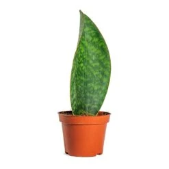 Sansevieria Masoniana Victoria - Shark Fin Snake Plant -Plants Sale Store Sansevieria masoniana Victoria Shark Fin