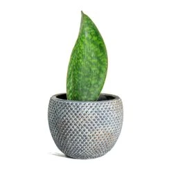 Sansevieria Masoniana Victoria - Shark Fin Snake Plant -Plants Sale Store Sansevieria masoniana Victoria Shark Fin Fay Plant Pot Blue Gold