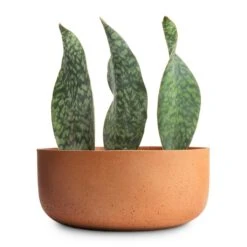 Eav Refined Plant Bowl - Canyon Orange 16 Eav Refined Plant Bowl - Canyon Orange -Plants Sale Store Sansevieria masoniana Victoria Shark Fin Snake Plant 10x30cm Eav Refined Plant Bowl Canyon Orange 27x11.5cm