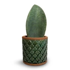 Sansevieria Masoniana Victoria - Shark Fin Snake Plant -Plants Sale Store Sansevieria masoniana Victoria Shark Fin Snake Plant 10x30cm Liam Plant Pot Turquoise 14x14cm
