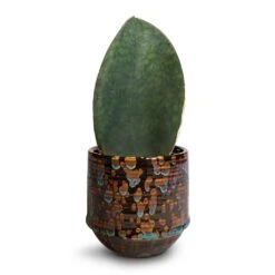 Sansevieria Masoniana Victoria - Shark Fin Snake Plant -Plants Sale Store Sansevieria masoniana Victoria Shark Fin Snake Plant 10x30cm Noud Plant Pot Marrakesh 14x13cm