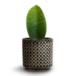 Sansevieria Masoniana Victoria - Shark Fin Snake Plant -Plants Sale Store Sansevieria masoniana Victoria Shark Fin Snake Plant 10x30cm Thies Plant Pot Anthracite 13x13cm 52e5ea93 bb8b 4158 b0ac fe7475c00709