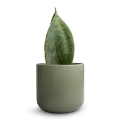 Sansevieria Masoniana Victoria - Shark Fin Snake Plant -Plants Sale Store Sansevieria masoniana Victoria Shark Fin Snake Plant 10x30cmLisbon Plant Pot Sage 13x13cm 2 fbeb66c1 16b9 4476 8c8b 0d68632f13e5