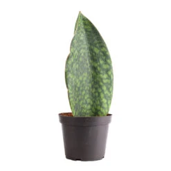 Sansevieria Masoniana Victoria - Shark Fin Snake Plant -Plants Sale Store Sansevieria masoniana Victoria Shark Fin Snake Plant 12x40cm
