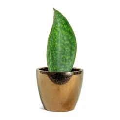 Sansevieria Masoniana Victoria - Shark Fin Snake Plant -Plants Sale Store Sansevieria masoniana Victoria Shark Fin Sven Plant Pot Gold