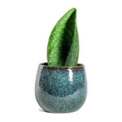Sansevieria Masoniana Victoria - Shark Fin Snake Plant -Plants Sale Store Sansevieria masoniana Victoria Shark Fin odile petrol plant pot