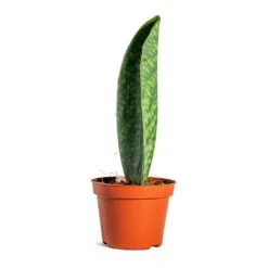 Sansevieria Masoniana Victoria - Shark Fin Snake Plant -Plants Sale Store Sansevieria masoniana Victoria Shark Fin side