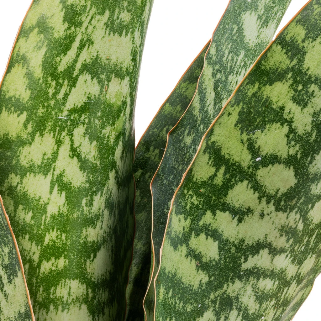 Sansevieria Masoniana Dragon - Snake Plant 6 Sansevieria Masoniana Dragon - Snake Plant - Image 4