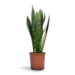 Sansevieria Trifasciata Black Coral - Snake Plant 27 Sansevieria Trifasciata Black Coral - Snake Plant -Plants Sale Store Sansevieria trifasciata Black Coral Snake Plant 14x50cm