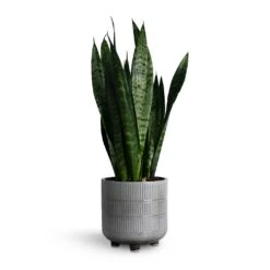 Sansevieria Trifasciata Black Coral - Snake Plant 29 Sansevieria Trifasciata Black Coral - Snake Plant -Plants Sale Store Sansevieria trifasciata Black Coral Snake Plant 14x50cm Denise Plant Pot Of White 17x17cm