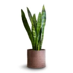 Sansevieria Trifasciata Black Coral - Snake Plant 33 Sansevieria Trifasciata Black Coral - Snake Plant -Plants Sale Store Sansevieria trifasciata Black Coral Snake Plant 14x50cm Hera Plant Pot Purple 17x16cm 10ca32f1 c19f 4904 85a3 df93cb3ff083