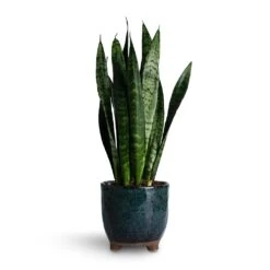 Sansevieria Trifasciata Black Coral - Snake Plant 30 Sansevieria Trifasciata Black Coral - Snake Plant -Plants Sale Store Sansevieria trifasciata Black Coral Snake Plant 14x50cm Kaat Plant Pot Petrol 16x16cm