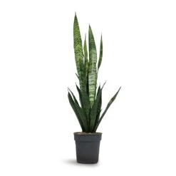 Sansevieria Trifasciata Black Coral - Snake Plant 22 Sansevieria Trifasciata Black Coral - Snake Plant -Plants Sale Store Sansevieria trifasciata Black Coral Snake Plant 15x45cm