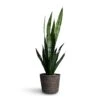 Sansevieria Trifasciata Black Coral - Snake Plant -Plants Sale Store Sansevieria trifasciata Black Coral Snake Plant 15x45cm Selin Plant Basket Black Weave 18x16cm 83748757 6d06 4373 be60 421311593e74