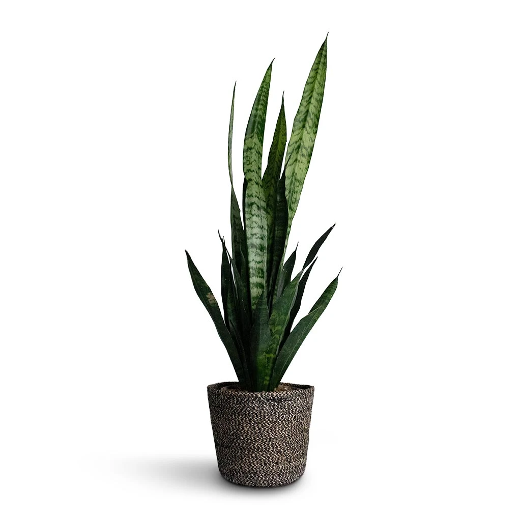 Sansevieria Trifasciata Black Coral - Snake Plant 3 Sansevieria Trifasciata Black Coral - Snake Plant