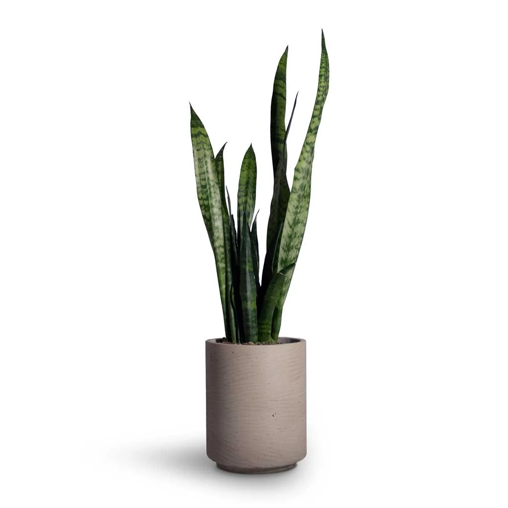 Sansevieria Trifasciata Black Coral - Snake Plant 16 Sansevieria Trifasciata Black Coral - Snake Plant - Image 14