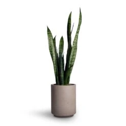 Suzi Plant Pot - Grey Washed -Plants Sale Store Sansevieria trifasciata Black Coral Snake Plant 15x45cm Suzi Plant Pot Grey Washed 18x21 99133ebc 1cff 43dd b5fe f66d874c9210
