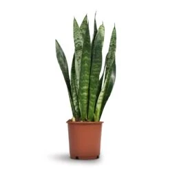 Sansevieria Trifasciata Black Coral - Snake Plant 25 Sansevieria Trifasciata Black Coral - Snake Plant -Plants Sale Store Sansevieria trifasciata Black Coral Snake Plant 17x60cm