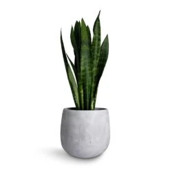 Sansevieria Trifasciata Black Coral - Snake Plant 31 Sansevieria Trifasciata Black Coral - Snake Plant -Plants Sale Store Sansevieria trifasciata Black Coral Snake Plant 17x60cm Amber Plant Pot Light Grey 22x21cm 9dc0a28a fda2 4403 a139 a5a473a39546