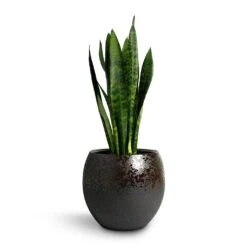Kae Plant Pot - Mocha -Plants Sale Store Sansevieria trifasciata Black Coral Snake Plant 17x60cm Kae Plant Pot Mocha 29x26cm d8f7a923 d1fe 4ec4 8184 b8a5ae452d81