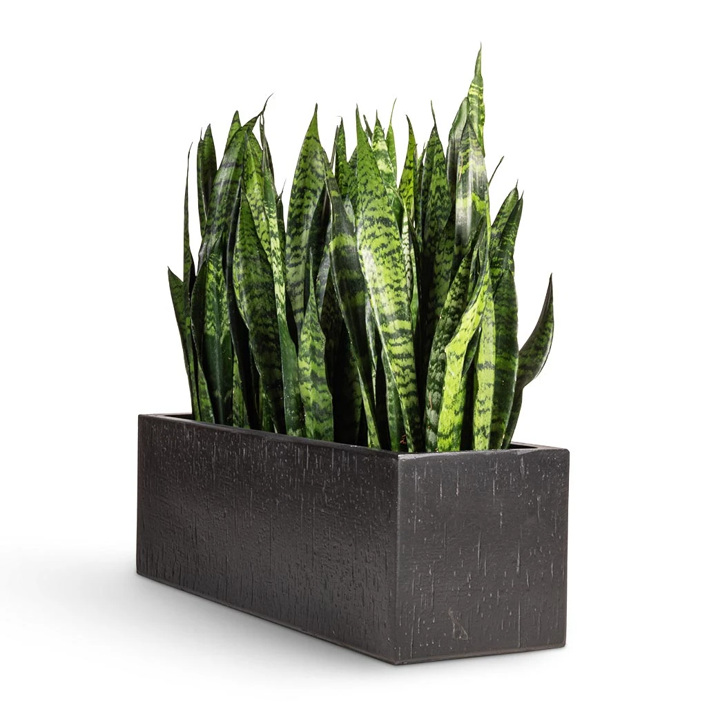 Sansevieria Trifasciata Black Coral - Snake Plant 5 Sansevieria Trifasciata Black Coral - Snake Plant - Image 3