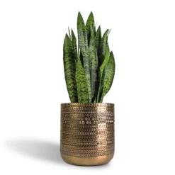 Sansevieria Trifasciata Black Coral - Snake Plant 24 Sansevieria Trifasciata Black Coral - Snake Plant -Plants Sale Store Sansevieria trifasciata Black Coral Snake Plant 17x60cm Solis Embossed Plant Pot Gold 25x25cm c6aa9337 9c3a 4545 a97b 3eef434f89aa