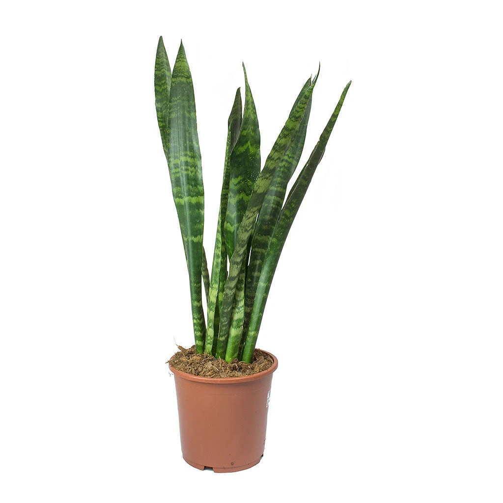 Sansevieria Trifasciata Black Coral - Snake Plant 18 Sansevieria Trifasciata Black Coral - Snake Plant - Image 16