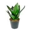 Sansevieria Trifasciata Black Dragon - Snake Plant -Plants Sale Store Sansevieria trifasciata Black Dragon Snake Plant