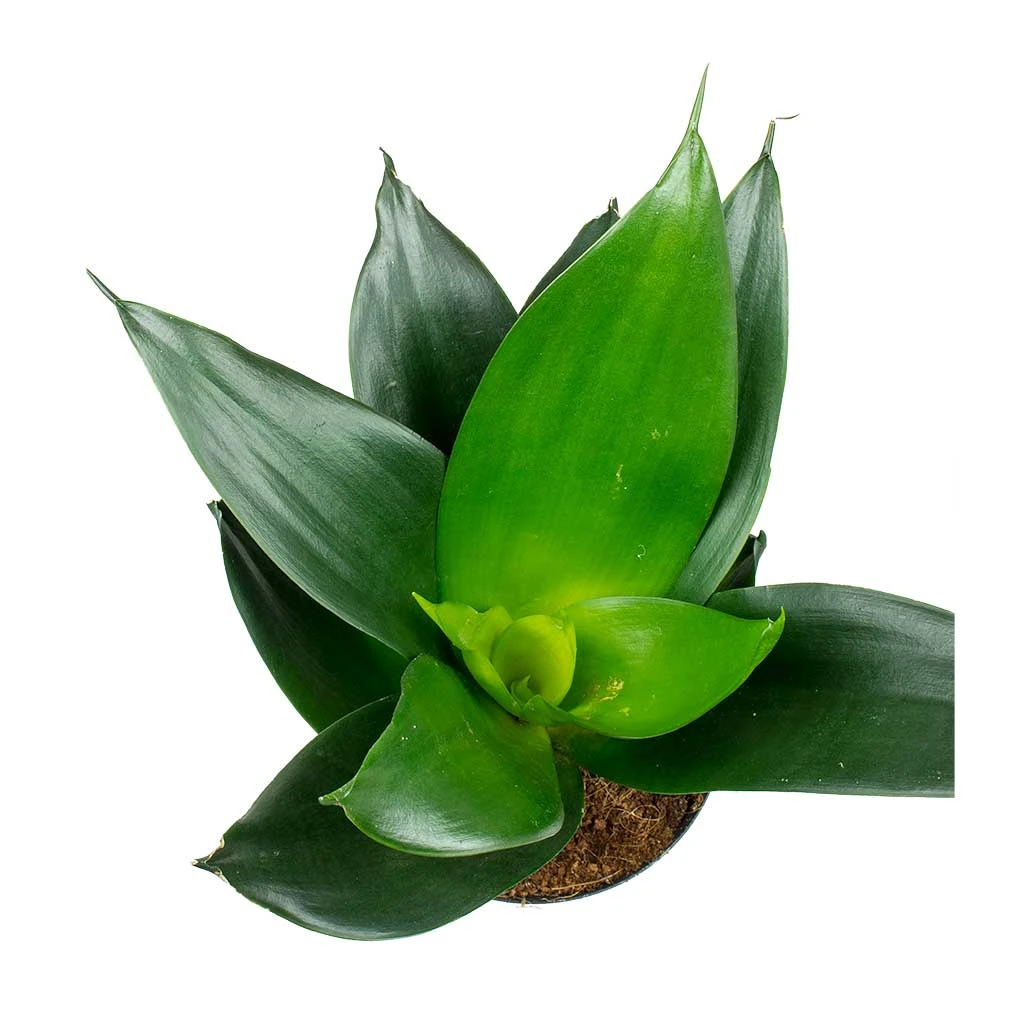 Sansevieria Trifasciata Black Dragon - Snake Plant 4 Sansevieria Trifasciata Black Dragon - Snake Plant - Image 2