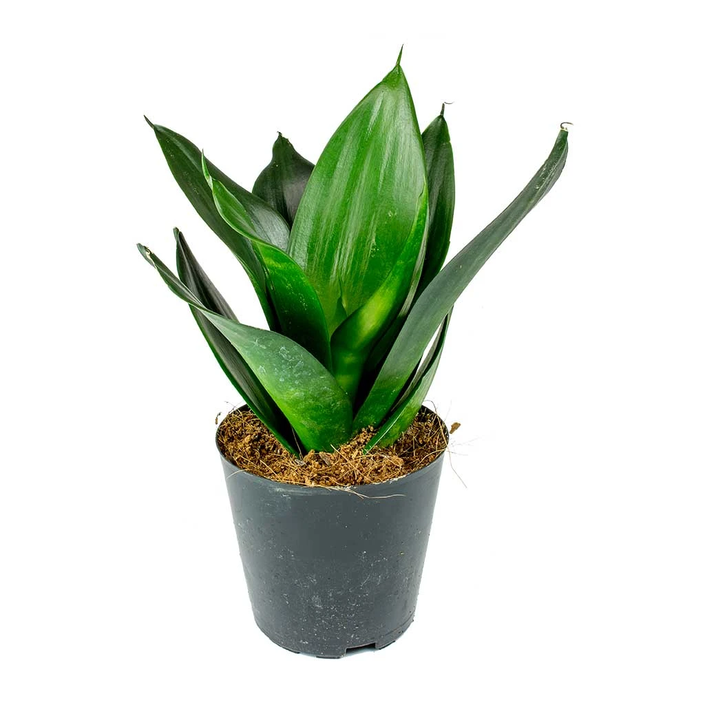 Sansevieria Trifasciata Black Dragon - Snake Plant 3 Sansevieria Trifasciata Black Dragon - Snake Plant