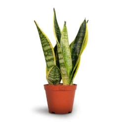 Sansevieria Trifasciata Futura Superba -Plants Sale Store Sansevieria trifasciata Futura Superba 12x35cm
