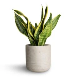 Sansevieria Trifasciata Futura Superba -Plants Sale Store Sansevieria trifasciata Futura Superba 12x35cm Charlie Plant Pot Grey Washed 15x15cm